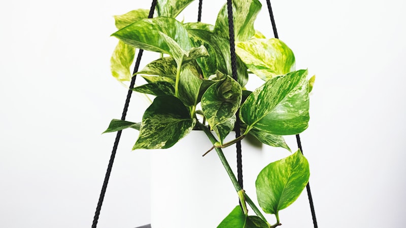 阿根廷队球迷在酒吧集体观看梅西进球的激动瞬间